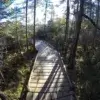 A wooden boardwalk by Great Northern Docks winds through a dense forest, with sunlight streaming through tall trees and casting long shadows on the path.