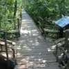 A wooden boardwalk through dense green forest, like those near Maine Docks, features benches, an informational sign, and lush foliage lit by sunlight filtering through the trees.