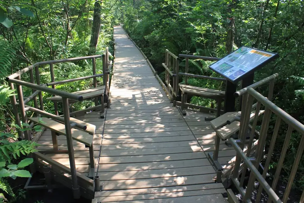 A wooden boardwalk through dense green forest, like those near Maine Docks, features benches, an informational sign, and lush foliage lit by sunlight filtering through the trees.