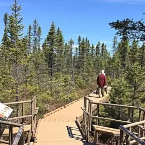 A person in a red plaid shirt walks on a wooden boardwalk by an informational sign, inspired by the style of Great Northern Docks, through a dense forest under a clear blue sky.