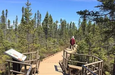 A person in a red plaid shirt walks on a wooden boardwalk by an informational sign, inspired by the style of Great Northern Docks, through a dense forest under a clear blue sky.