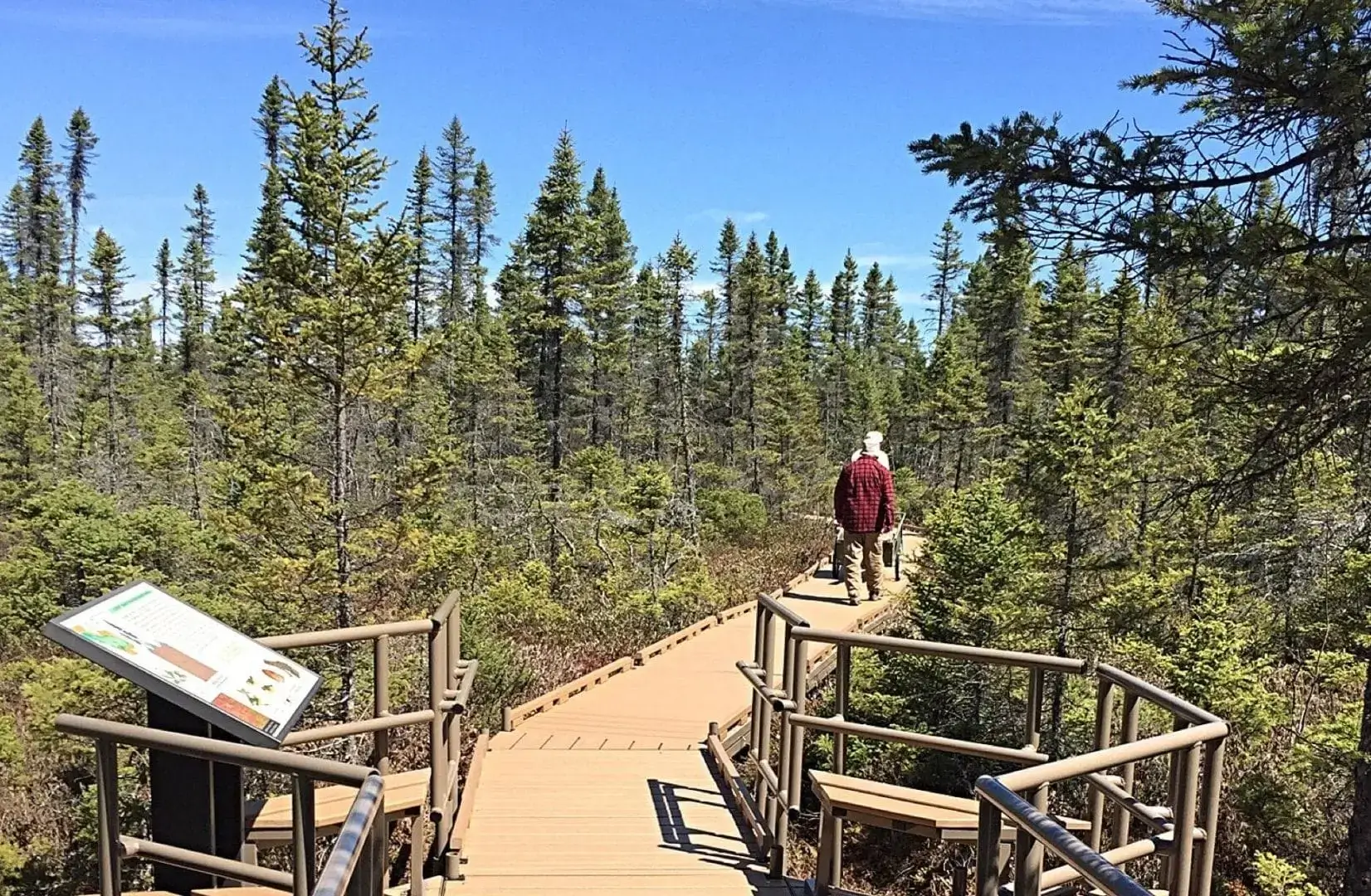 A person in a red plaid shirt walks on a wooden boardwalk by an informational sign, inspired by the style of Great Northern Docks, through a dense forest under a clear blue sky.