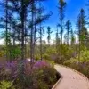 A wooden boardwalk curves through a forest of tall, thin trees and blooming purple wildflowers under a bright blue sky.