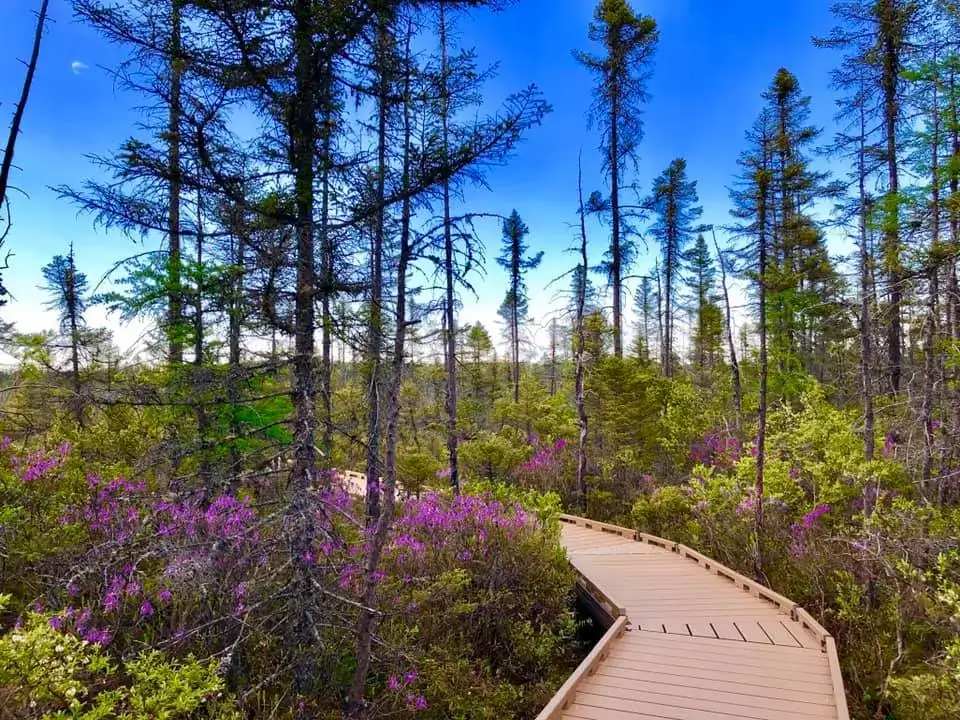 A wooden boardwalk curves through a forest of tall, thin trees and blooming purple wildflowers under a bright blue sky.