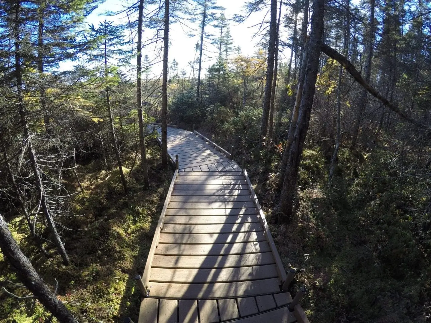 A wooden boardwalk, reminiscent of docks, winds through a dense forest with sunlight streaming through tall trees, casting long shadows across the path.