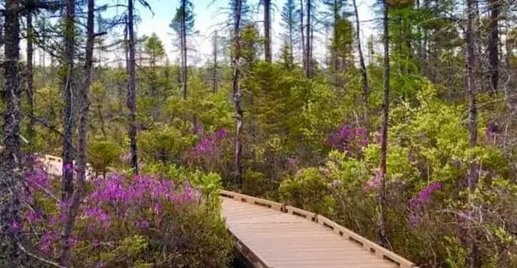 A wooden boardwalk curves through a forest with green trees and bushes dotted with purple flowers under a blue sky.